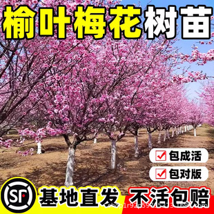 ���~÷�����ذꅲ�������ͺ����Ի����̨����ͥԺ÷������G����