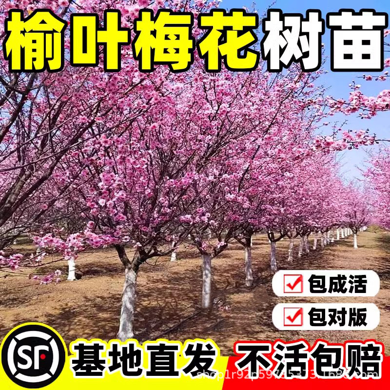 榆叶梅树苗重瓣丛生花树耐寒盆栽花卉阳台地栽庭院梅花树苗绿化苗