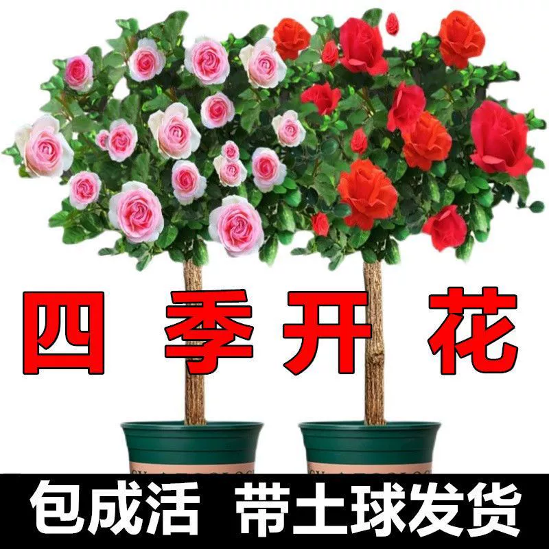 Пень роза большой цветок Многоцветный розовое дерево саженец леденец пень Дерево двор в горшке четыре сезона открытые Цветочные растения
