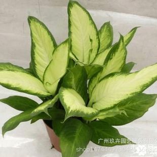 Fendai Evergreen Foliage Plant Greening Small Potted Living Room Balcony Office Desktop Small Potted Plant