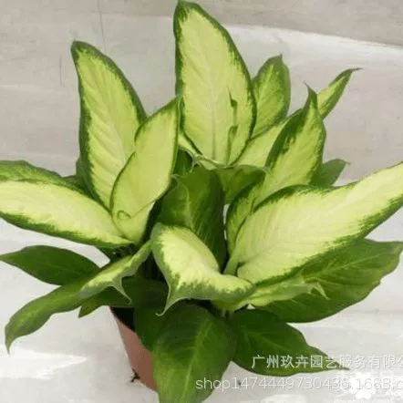 Розовые вечнозеленые листовые растения зеленые маленькие горшечные растения гостиная балкон офис Рабочий стол маленькие горшечные растения