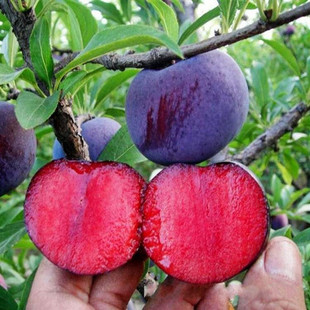 Plum Saplings, Fruit Saplings, Rose Plum New Varieties, Prune Red Heart Bee Sugar, Grafted Plum Seedlings Planted in the South and North