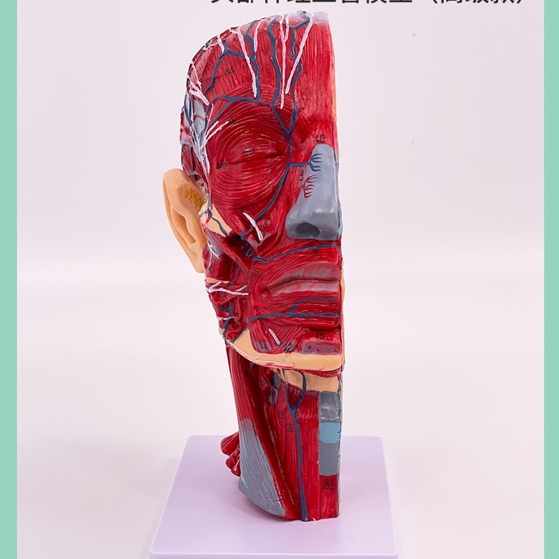 ����ͷ��ҽѧ����ͷ�Ǵ�������Ѫ��ģ���� �����沿��΢����