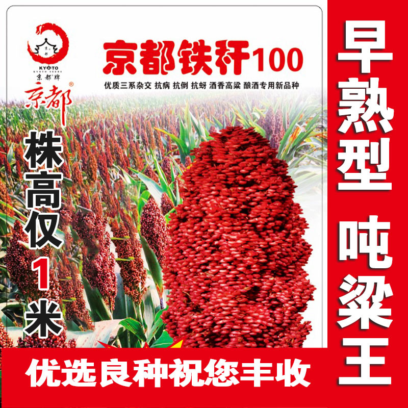 矮杆酒糯高粱王超吨铁杆100红高粱种子 矮杆抗鸟酿造型高产高粱籽