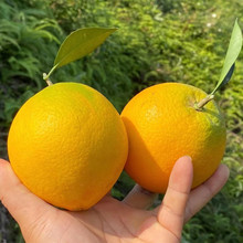 【赣南脐橙】当季鲜橙 甜橙 味美多汁10斤整箱新鲜水果一件代发