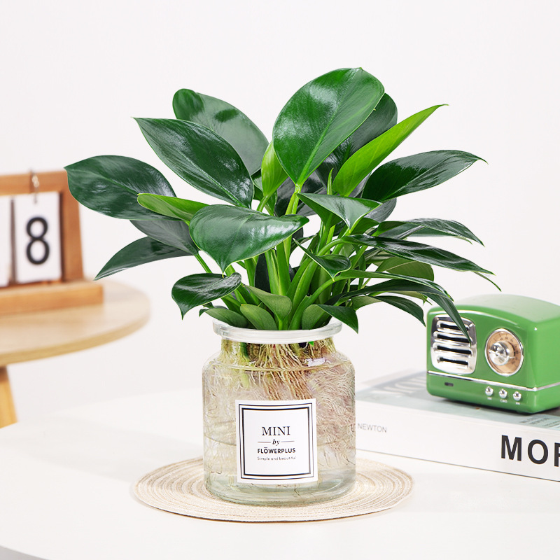 [수경모델] 골든다이아몬드 25cm 3그루(투명병+크리스탈머드) + 영양액