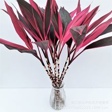 ���ϸ��F���������\��t�콹�^����ˮ��ֲ��̓r�������l