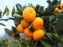 ���ڻʵ۸̘���V���������������Ƥ��۹���ؕ���Ϸ�ˮ��������