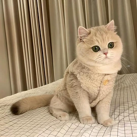 猫猫窝/笼/垫;狗狗窝/笼/垫;猫厕所