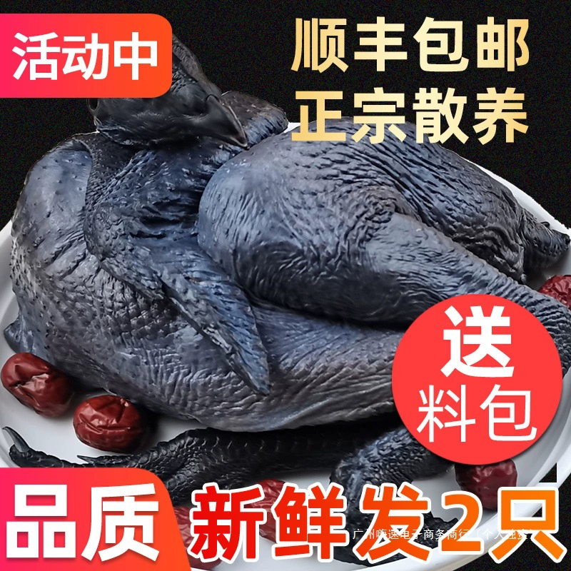 Свежеубитая черная курица, настоящая курица с фермы свободного выгула, курица в сельской закрытой клетке.