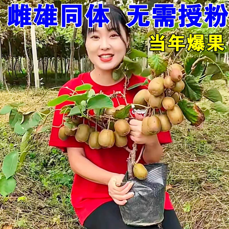 Саженцы киви, красные мягкие зизифусы, саженцы киви Xuxiang, мужские и женские саженцы киви в южных и северных регионах