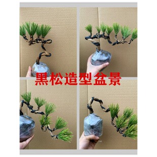 ���������С�����ͺ���������辰���ɘ����ձ���������ԭ������