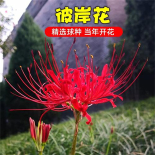 �˰����N������ɳ�A���Լt���Q�\ʯ����ͷN���̨���ܝ���������