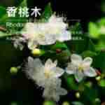 ��Ӧ����ľ��¶ ����ľ���� ��¶���� ��ӭ��ѯ��ⱸ��������