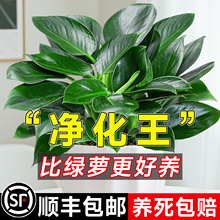 ��������S���j�҃�ֲ�ﻨ��ˮ��Gֲ�k���Ҷ�������՚������l