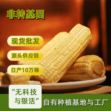 香甜玉米真空包装家用早餐即食糯玉米东北白糯玉米速食袋装甜玉米