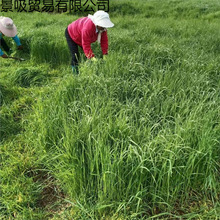 23���øɺ����Ħ����؈����������Ϯa����������Ī��