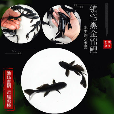 Watch Goldfish Black gold Dragon Phoenix Koi Length Black gold living thing Koi