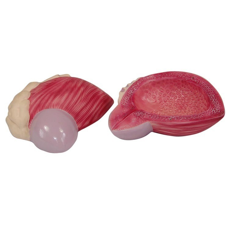 ���׷Ŵ�ģ��  ǰ����   ����ģ��  ҽѧ��ѧģ��  ����ֱ��