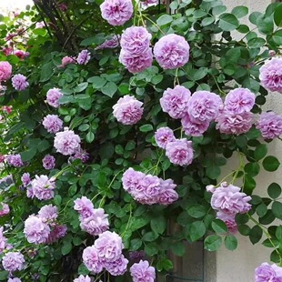 �{ɫ�������ٱ��¼������̨����õ���ļ��_�໨�Nޱ�����{��ɫ