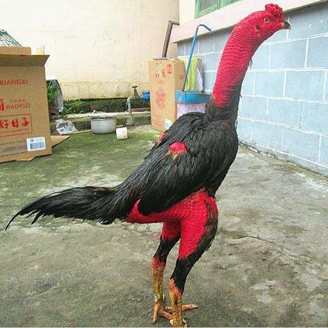Lushi gamefowl breeding eggs game chicken hatching Vietnamese bantam gamefowl Zhongyuan gamefowl fertilized eggs Burmese purebred