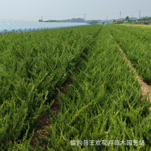 小龙柏苗基地批发工程绿化色块绿篱高速行道绿化龙柏小苗龙柏球