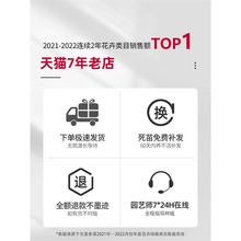 白兰花玉兰树苗花卉植物室内庭院绿植黄角兰盆栽易活带花苞四季开