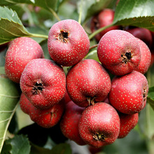 ��ľ�N�� ɽ髷N�� ɽ����N�� ɽ��t�N�� ����tɽ��� �N��