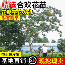 合欢树苗芙蓉花大树苗合欢小苗耐寒地栽盆栽庭院栽种工程绿化树苗