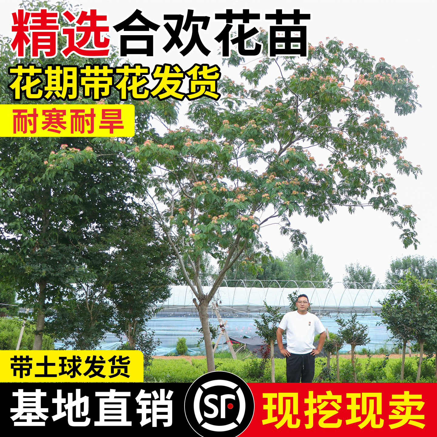 合欢树苗芙蓉花大树苗合欢小苗耐寒地栽盆栽庭院栽种工程绿化树苗