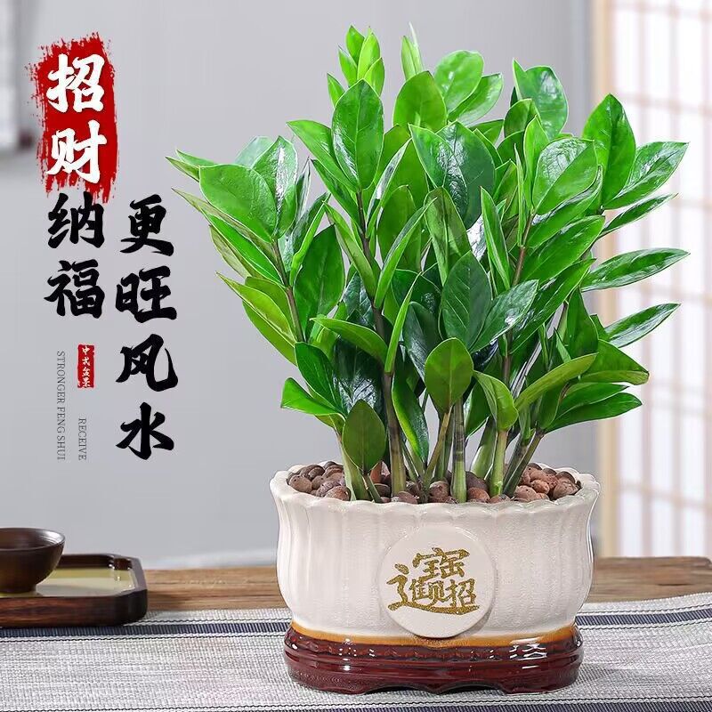 Money Tree Money String Indoor Living Room Large Green Plant Potted Bonsai Flower Office Desktop Foliage Evergreen Plant