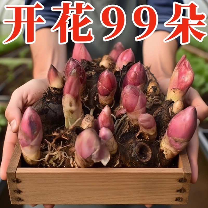 Peony Root Block with Buds, Peony Seed Root, Peony Flower Root Ball, Blooming in the Same Year, Indoor Courtyard Green Plant Potted Plant
