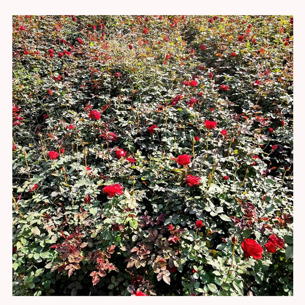 Питомник прямой толчок саженцы роз большой цветок розы саженцы розы оптом полные спецификации