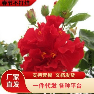 һ�����l���ذ��ɣ���玧�����l؛�ذ�ľ������ĵ���������ļ�