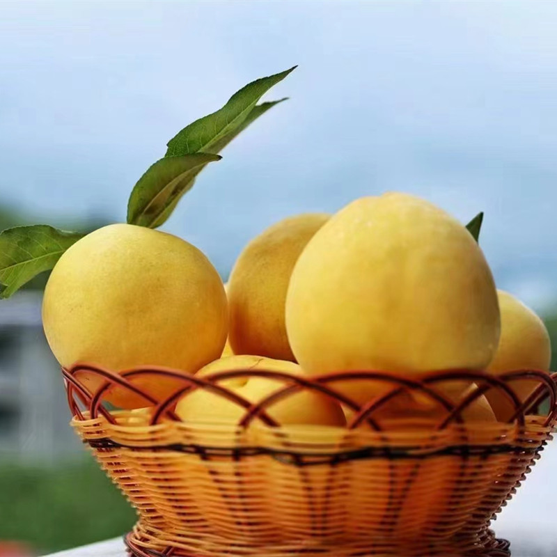 湖北炎陵黄桃苗 陕西黄桃苗 湖南黄桃苗 贵州黄桃苗 广西黄桃苗