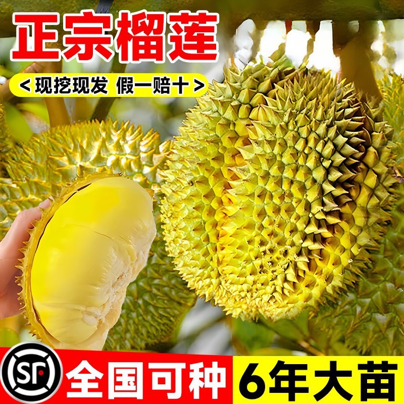 [죽은 묘목 보상 보장] 두리안 과수 묘목/높이 40-100cm(초보자에게 적합) + 81cm(포함)-110cm(포함)