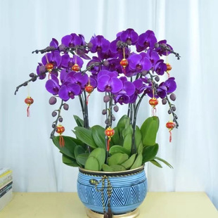 �����m�������̎�������m������͏d�҃�ֲ�ﻨ���ļ��_�����B�^