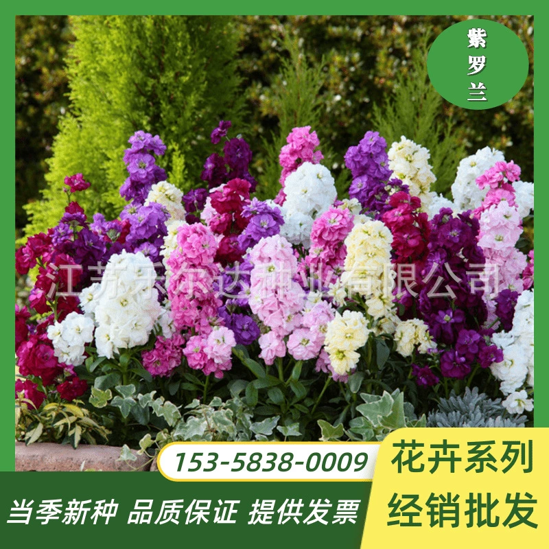 Фиолетовый цветок семян цветов четыре сезона Легко расти легко жить цветок семенного цветения непрерывного африканского анютины глазки Горшечное растение