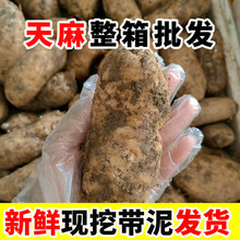 新鲜天麻现挖野外仿野生贵州云南昭通天麻跑江湖地摊展会天麻