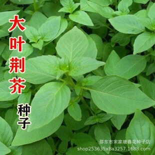 �G����� ���ϴ��~�G��N�Ӳ��� �߲˷N���ļ����G���r����@�N��