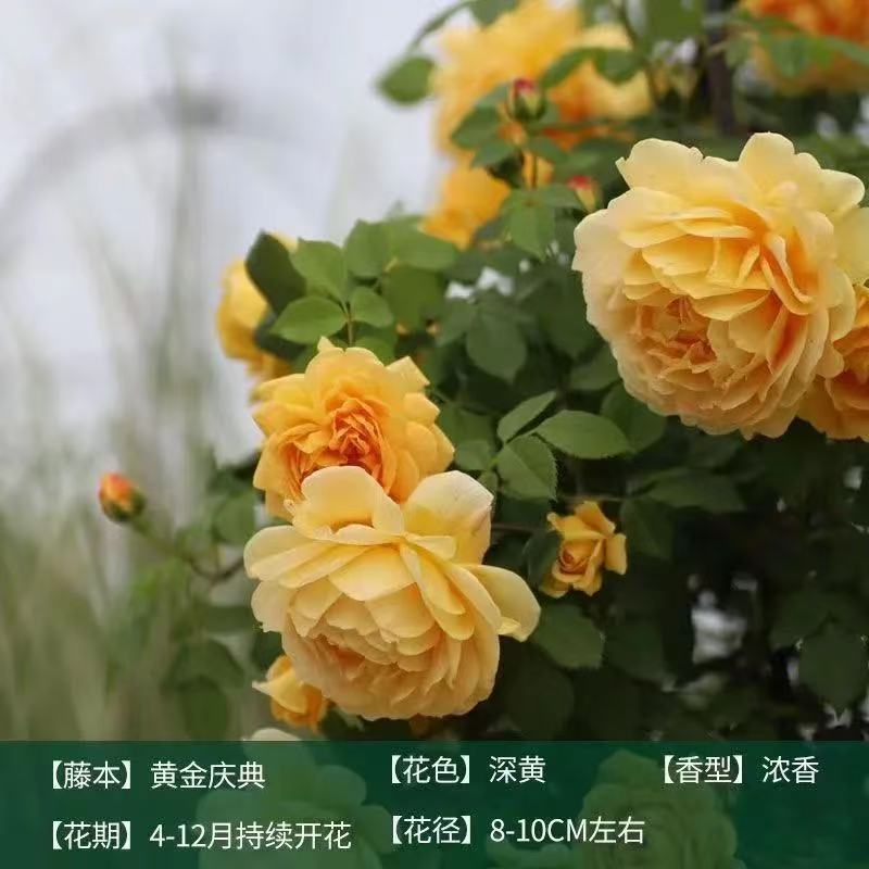 향기로운 큰 꽃 [이중 노란색] 황금 축하 [사계절 꽃이 피다]