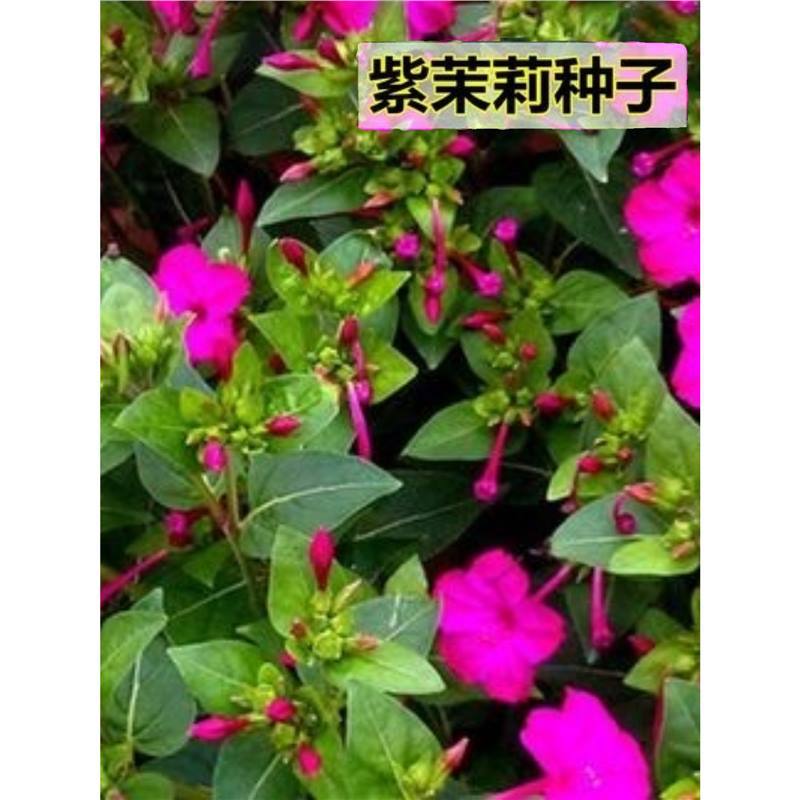 紫茉莉种子播种开花夜来香地雷花种籽子阳台庭院驱蚊胭脂花卉