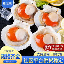 优普夏夷贝大扇贝冷冻半壳扇贝烤蒜蓉粉丝扇贝新鲜特大商用半成品