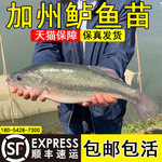 鲈鱼鱼苗冷水观赏鱼加州鲈鱼苗淡水养殖食用优鲈三号卢鱼苗批发