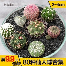 �_����ݗ�����[�P�M���ײͶ��ϼ��������������Ƕ���ֲ����̫��