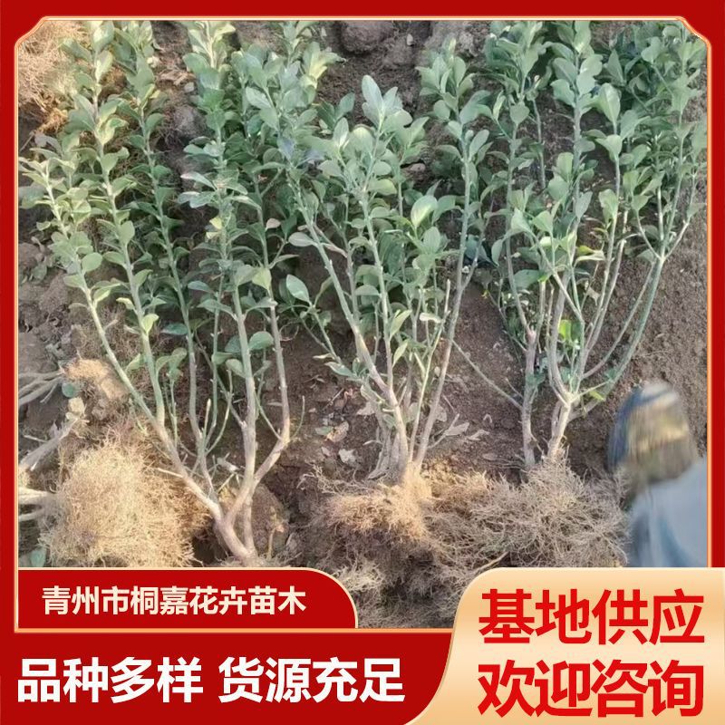 基地供应冬青树苗卫矛瓜子大叶黄杨 球篱苗常绿花卉