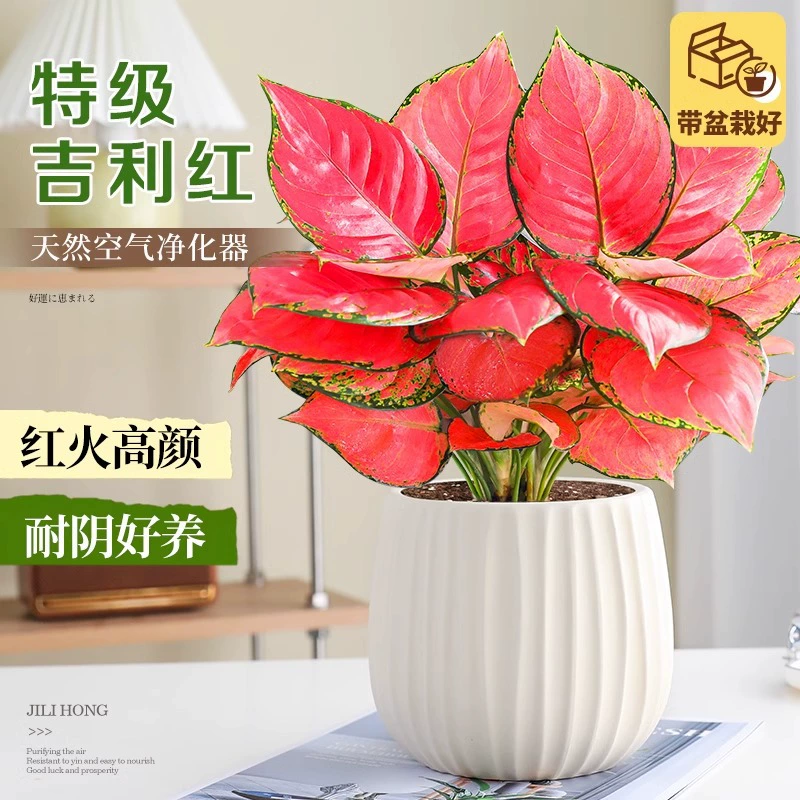 Большое вечнозеленое красное растение премиум-класса в горшке для использования в помещении, легко ухаживать в любое время года, подходит для цветов и зеленых растений, красный антуриум, благоприятный красный Руйи.