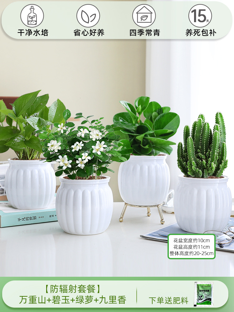 [방사선 방호 패키지] 완중산 + 벽옥 + 청무 + 구리향