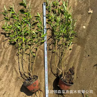 金叶犹小盆栽苗 苗圃批发金叶莸大杯苗小区圆林工程美观绿化植物