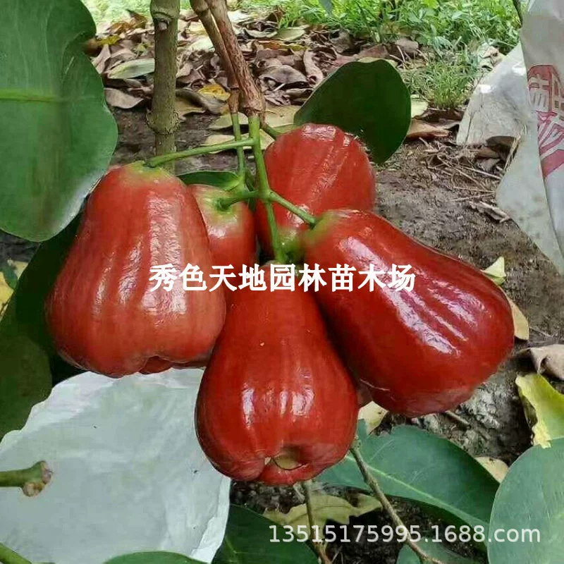 Духи Slap Лотос Спрей Рассада Тайвань Тропические фрукты Черный Кинг-Конг Лотос Спрей Фруктовые саженцы Саженцы фруктовых деревьев Посадка в горшках на юге